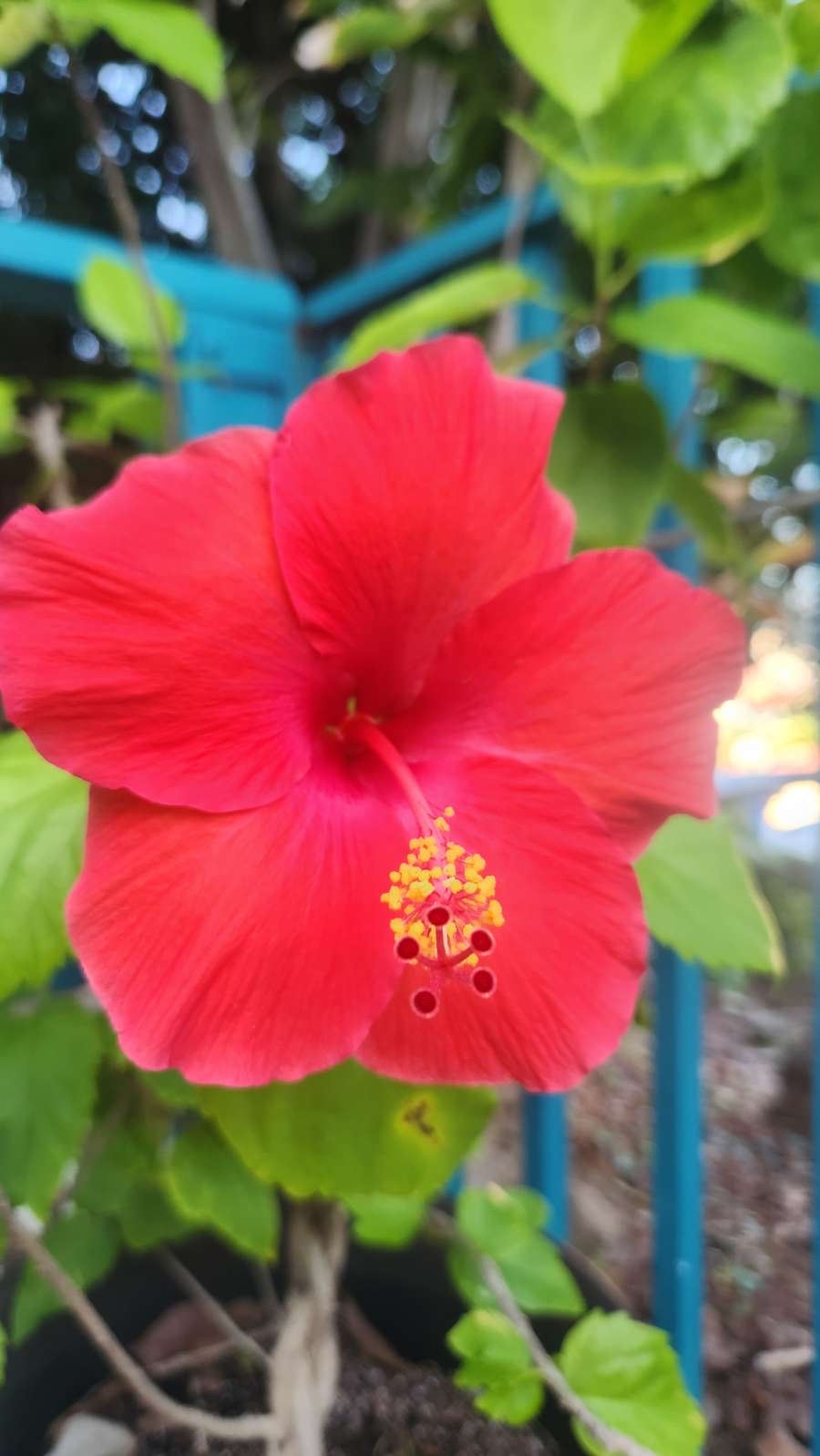 Traveling Turtle — Derrek and Kayla