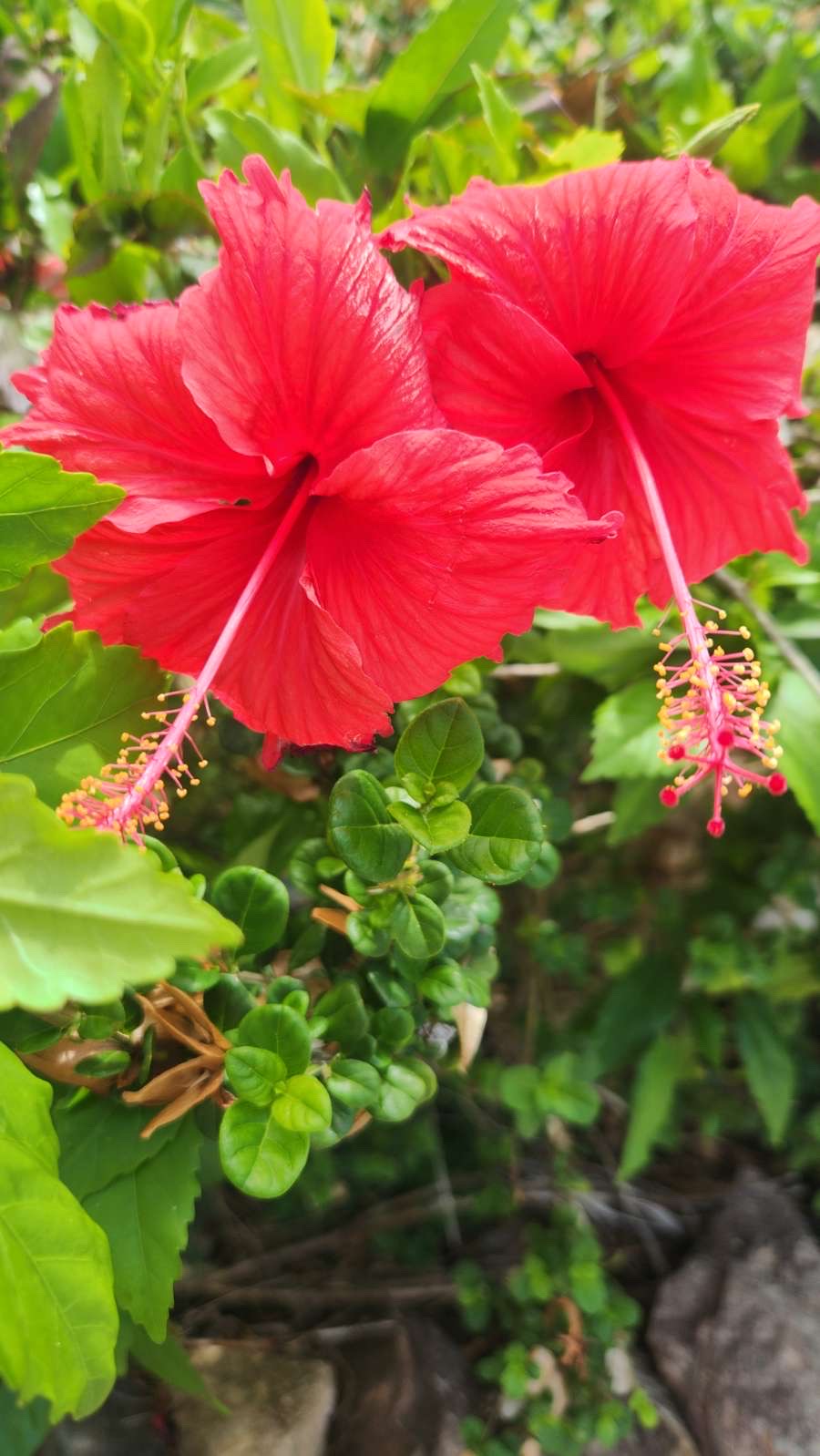 Custom Hawaii Packages